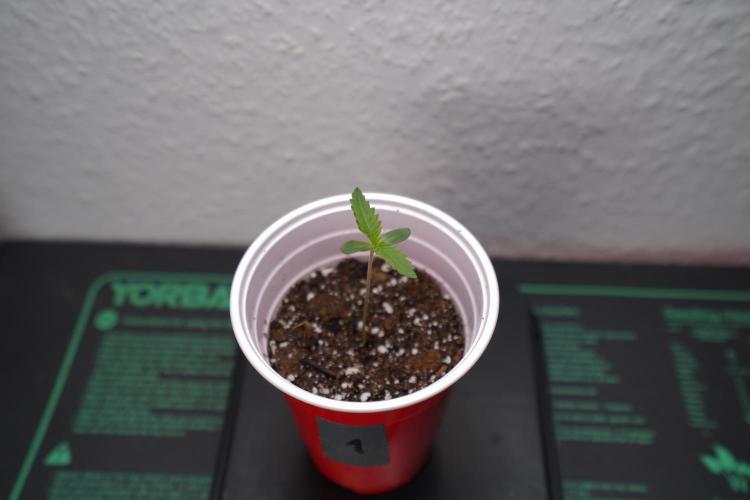New Money - Growmio. Week 0
