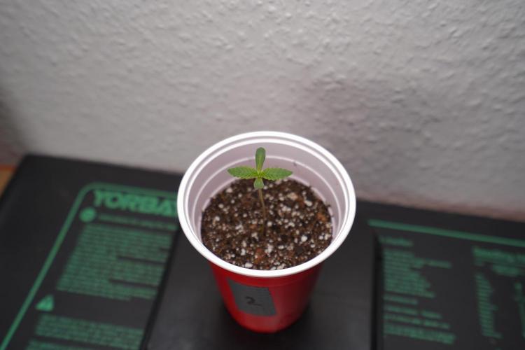 New Money - Growmio. Week 0