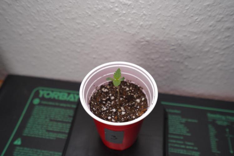 New Money - Growmio. Week 0