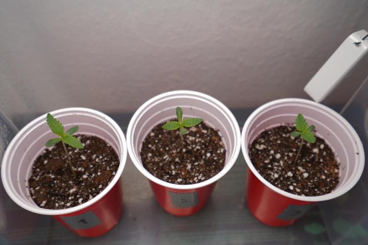 New Money - Growmio. Week 0