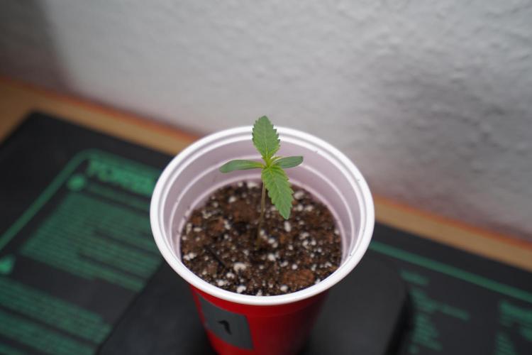 New Money - Growmio. Week 0