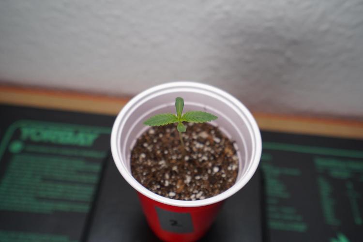 New Money - Growmio. Week 0