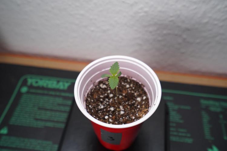 New Money - Growmio. Week 0