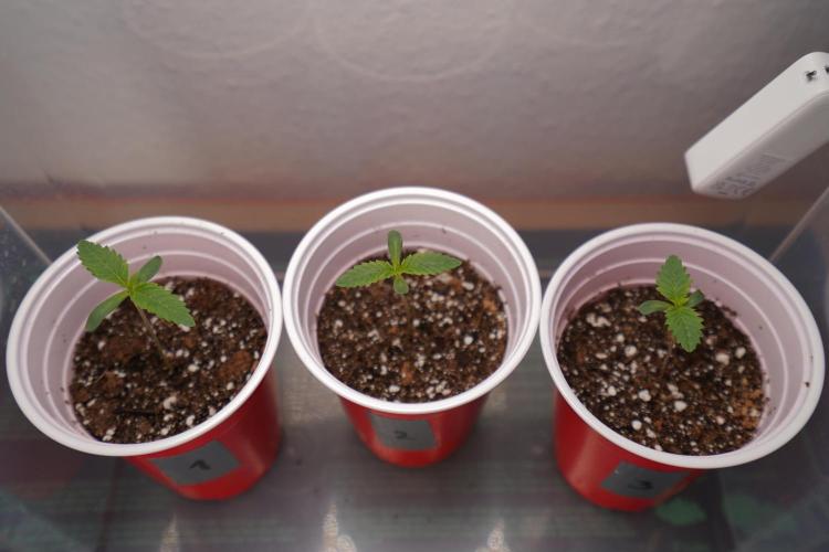 New Money - Growmio. Week 0