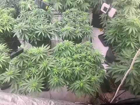 apical + Lst gea seed 4.2m 1200w