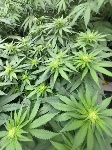 apical + Lst gea seed 4.2m 1200w