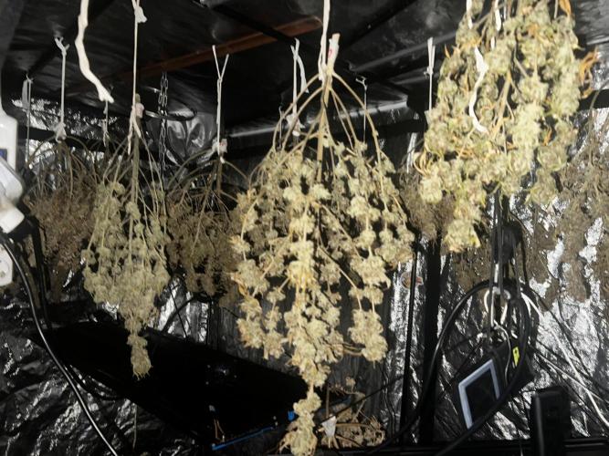 apical + Lst gea seed 4.2m 1200w. Week 16