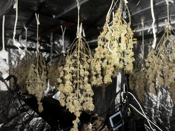 apical + Lst gea seed 4.2m 1200w. Week 16