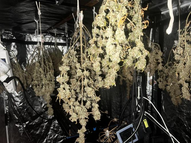 apical + Lst gea seed 4.2m 1200w. Week 16