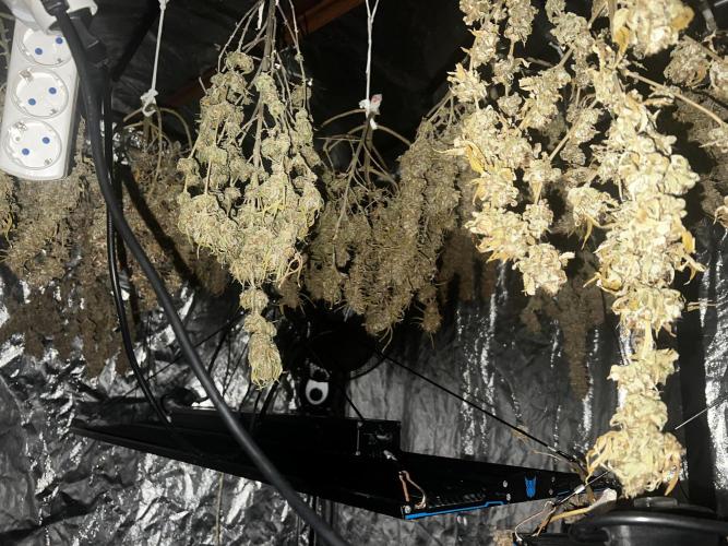 apical + Lst gea seed 4.2m 1200w. Week 16