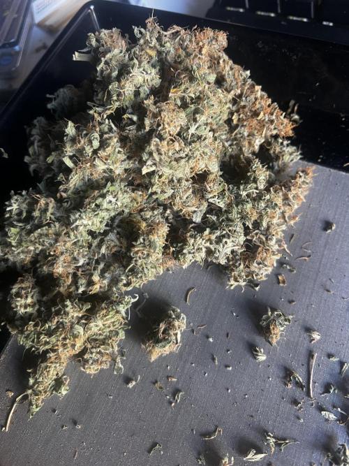 apical + Lst gea seed 4.2m 1200w. Week 16