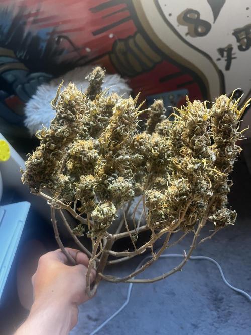 apical + Lst gea seed 4.2m 1200w. Week 16