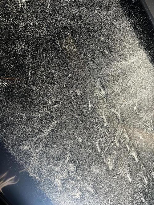 apical + Lst gea seed 4.2m 1200w. Week 16