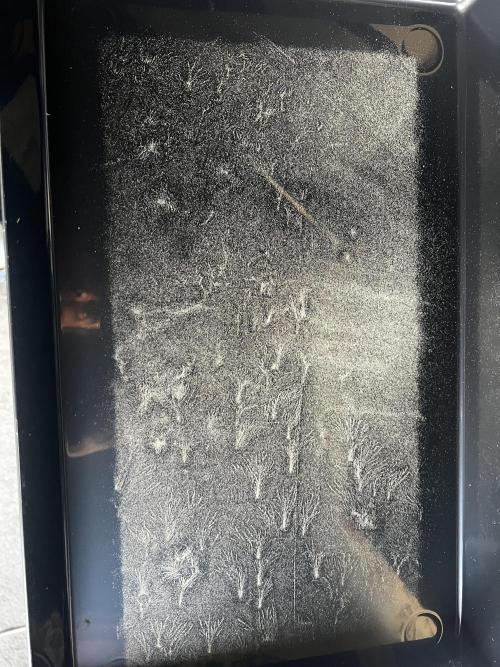 apical + Lst gea seed 4.2m 1200w. Week 16