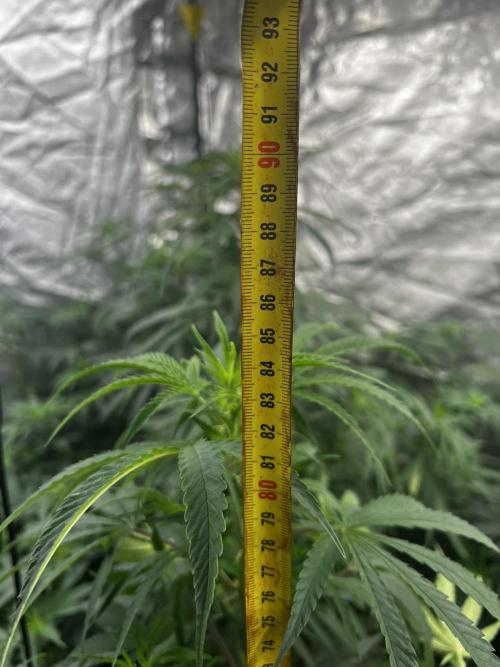 granel vs marcas. Week 12