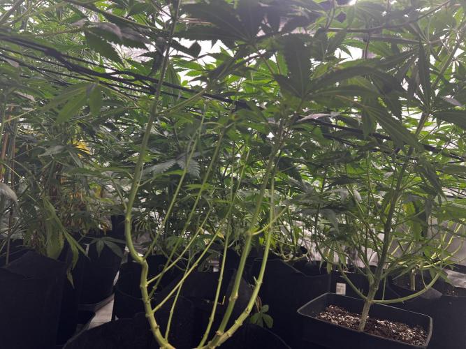 granel vs marcas. Week 12