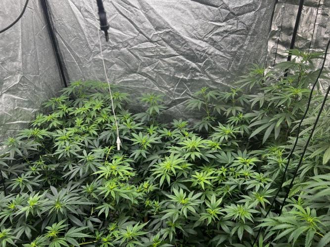 granel vs marcas. Week 12