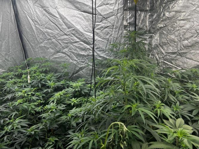 granel vs marcas. Week 12