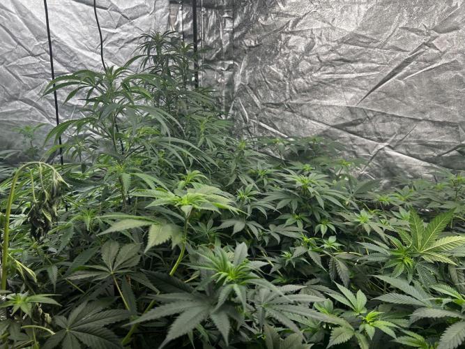 granel vs marcas. Week 12