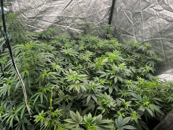 granel vs marcas. Week 12