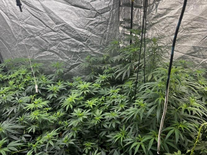 granel vs marcas. Week 12