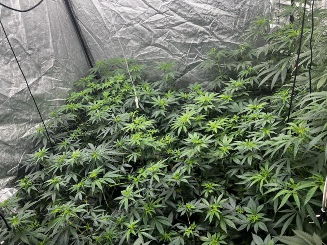 granel vs marcas. Week 12