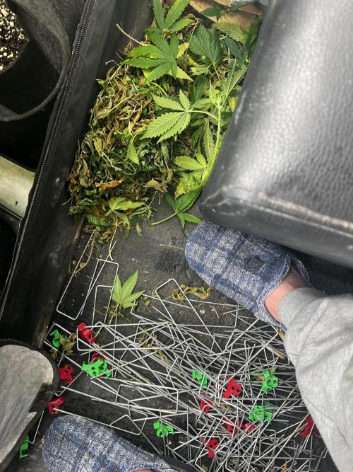 granel vs marcas. Week 12