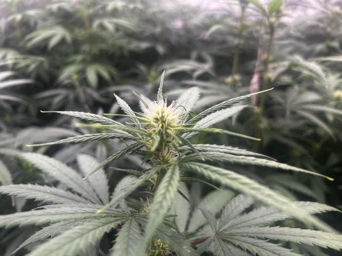 granel vs marcas 1400w. Week 14 - 8 días en floracion