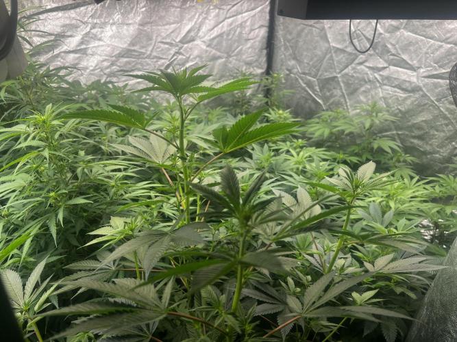 granel vs marcas 1400w. Week 14