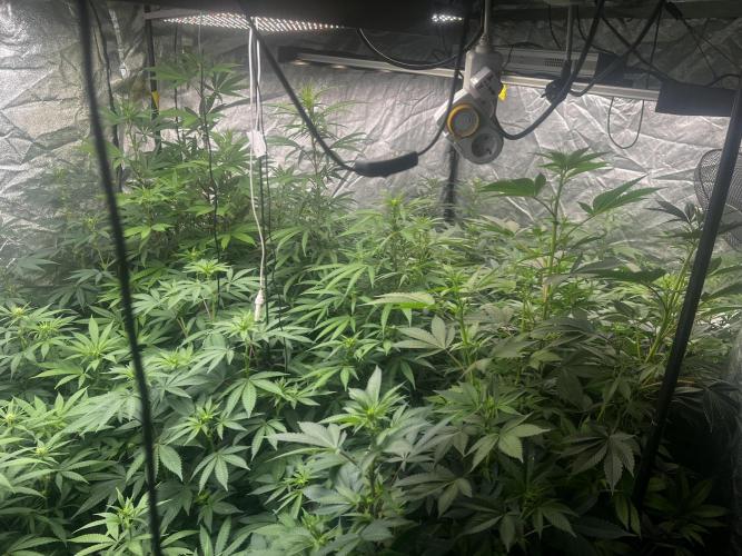 granel vs marcas 1400w. Week 14