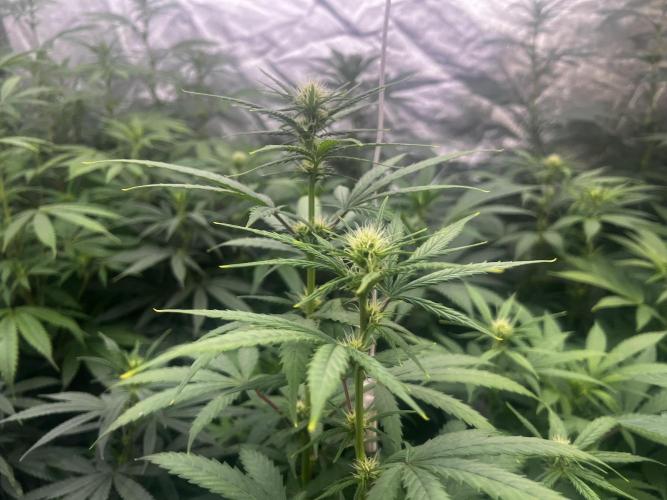 granel vs marcas 1400w. Week 14 - 8 días en floración 