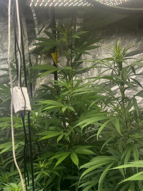 granel vs marcas 1400w. Week 14