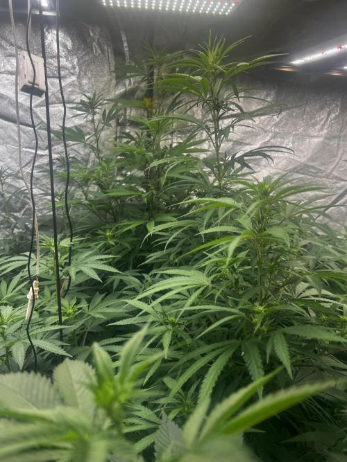 granel vs marcas 1400w. Week 14