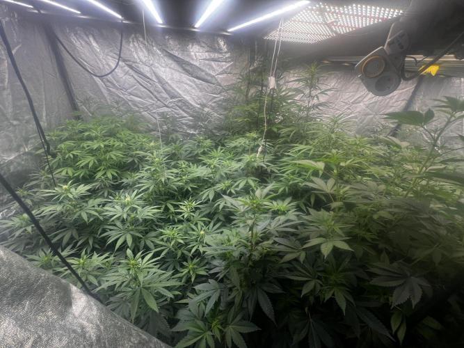 granel vs marcas 1400w. Week 14