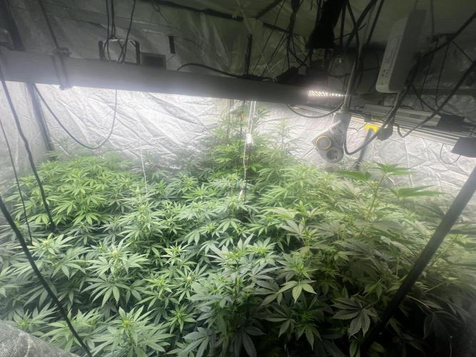 granel vs marcas 1400w. Week 14