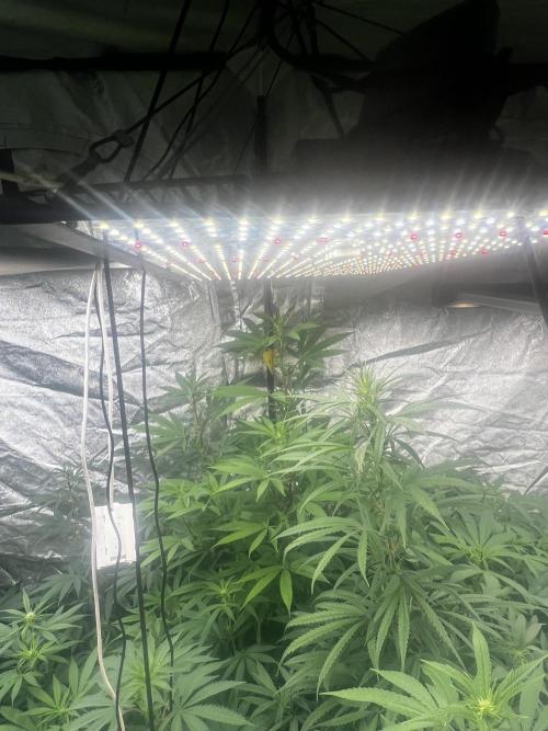 granel vs marcas 1400w. Week 14