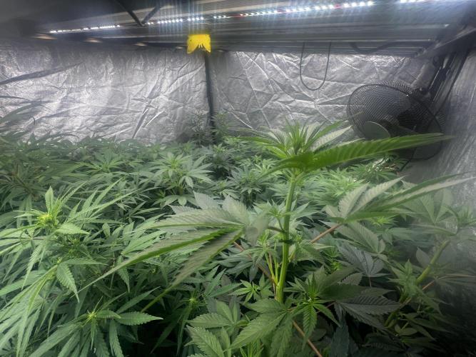 granel vs marcas 1400w. Week 14