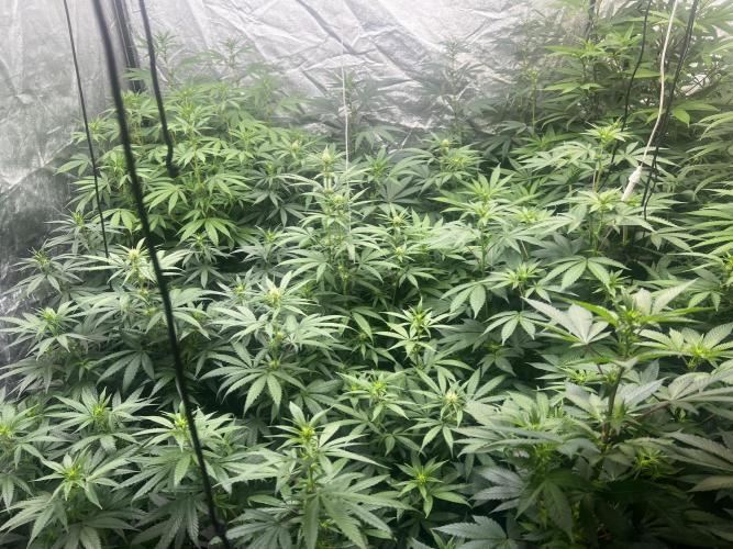 granel vs marcas 1300w. Week 15