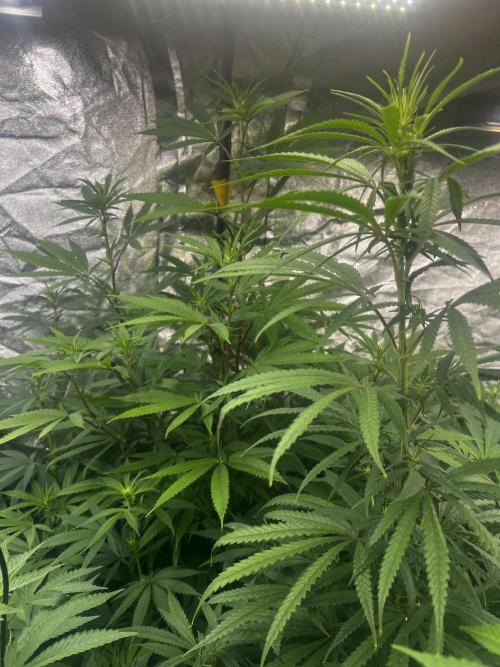 granel vs marcas 1300w. Week 15