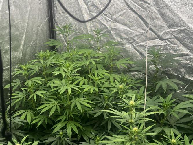 granel vs marcas 1300w. Week 15