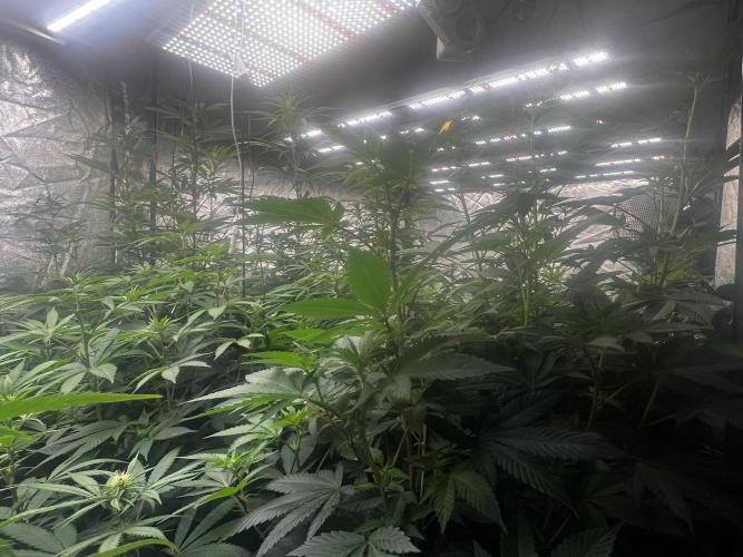 granel vs marcas 1300w. Week 15