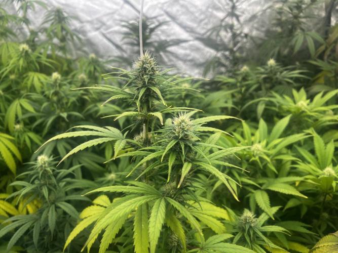 granel vs marcas 1300w. Week 16