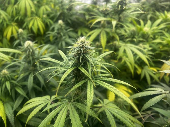 granel vs marcas 1300w. Week 16