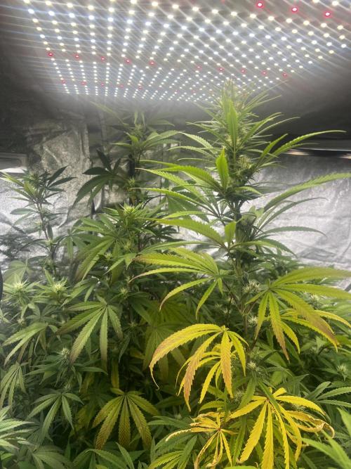 granel vs marcas 1300w. Week 16