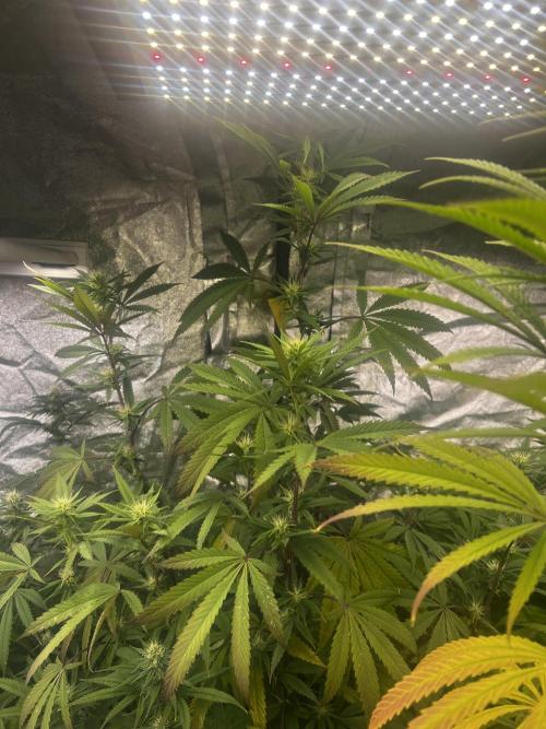 granel vs marcas 1300w. Week 16