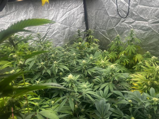 granel vs marcas 1300w. Week 16