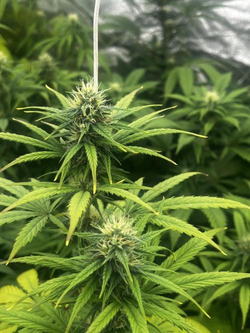 granel vs marcas 1300w. Week 16