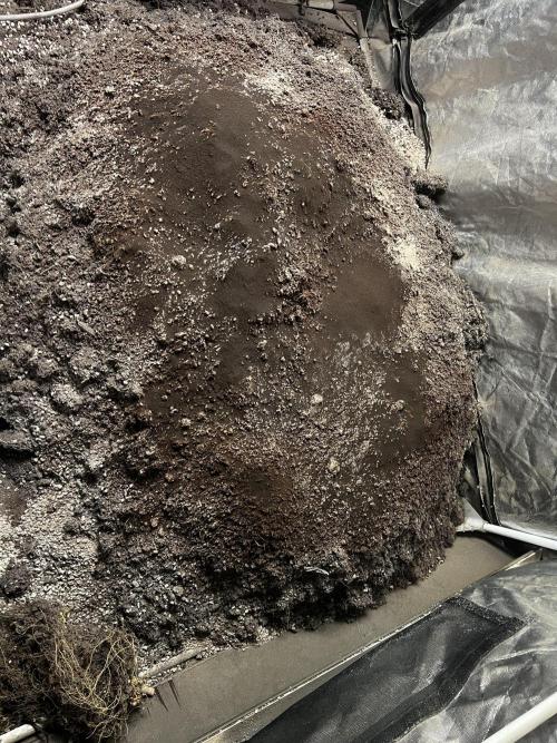 Haciendo super soil. Week 1