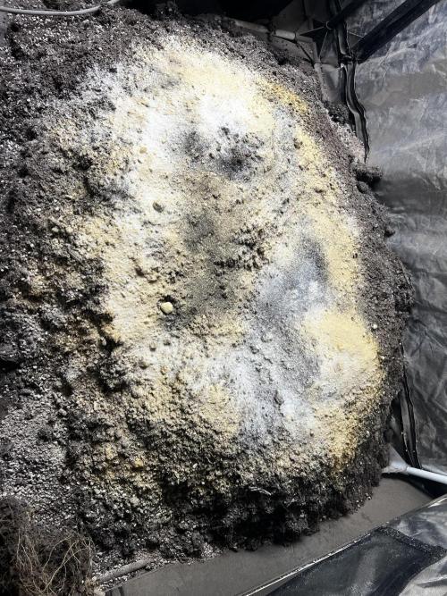 Haciendo super soil. Week 1