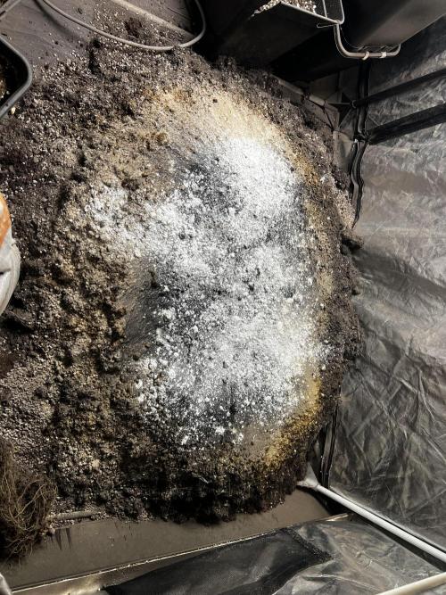 Haciendo super soil. Week 1